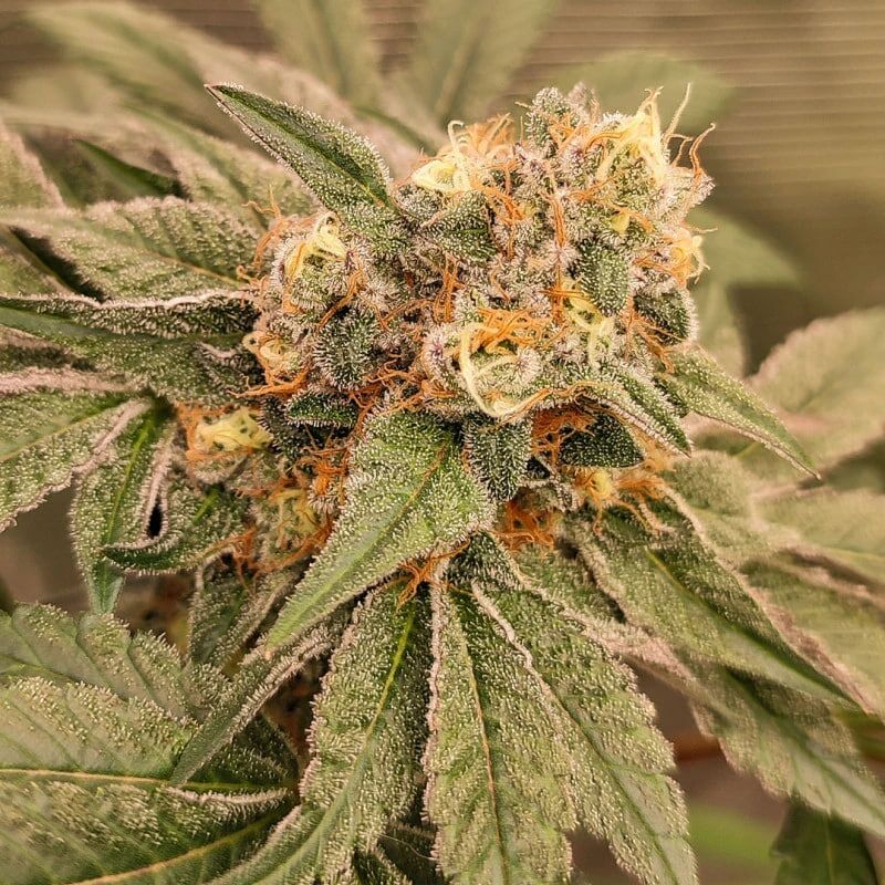 Orange Bud 2.0, Фасовка: 3, изображение 4